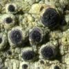 Cyphelium tigillare